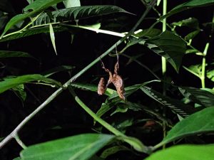 excursiones amazonas colombia